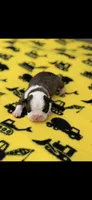 Tyson-AKC, a male Boston Terrier for sale in Konawa, OK – Photo 2 of 6
