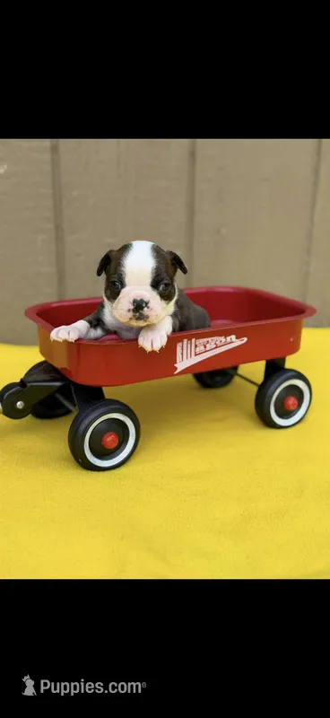 Tyson-AKC – Boston Terrier puppy for sale in Konawa, OK