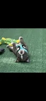 Lane-AKC, a male Boston Terrier for sale in Konawa, OK – 5 of 10