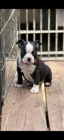 Wyatt-AKC, a male Boston Terrier for sale in Konawa, OK – 3 of 10
