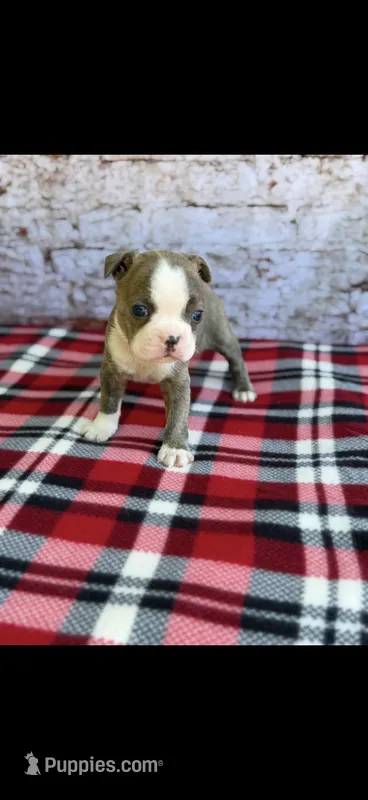 Nash-AKC – Boston Terrier puppy for sale in Konawa, OK