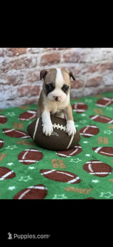 Bandit-AKC – Boston Terrier puppy for sale in Konawa, OK
