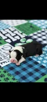 Charlie-AKC, a male Boston Terrier for sale in Konawa, OK – 3 of 7