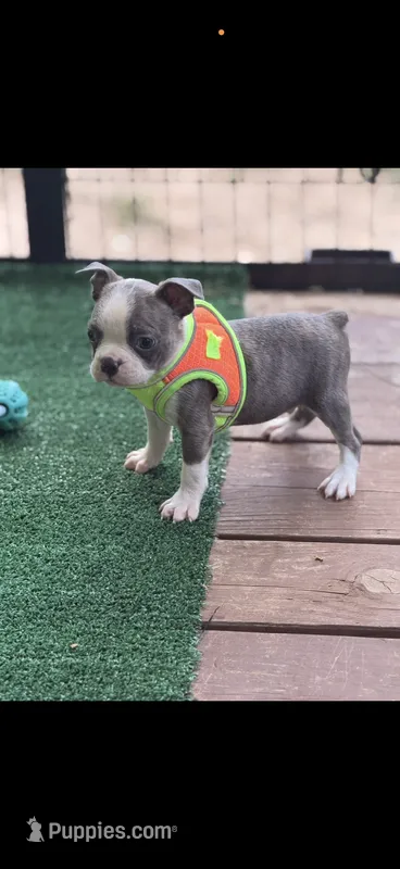 Dawson-AKC – Boston Terrier puppy for sale in Konawa, OK
