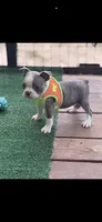 Dawson-AKC, a male Boston Terrier for sale in Konawa, OK – 1 of 10