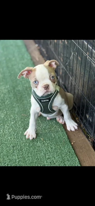 Oliver-AKC – Boston Terrier puppy for sale in Konawa, OK