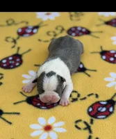Bella-AKC, a female Boston Terrier for sale in Konawa, OK – 4 of 5