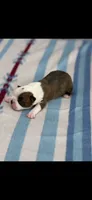 Watson-AKC, a male Boston Terrier for sale in Konawa, OK – 4 of 8