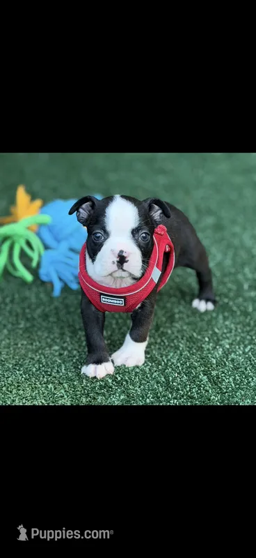 Wyatt-AKC – Boston Terrier puppy for sale in Konawa, OK