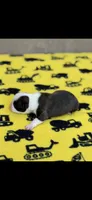 Tyson-AKC, a male Boston Terrier for sale in Konawa, OK – 7 of 7