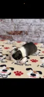Jase-AKC, a male Boston Terrier for sale in Konawa, OK – 3 of 10