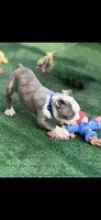 Henry-AKC, a male Boston Terrier for sale in Konawa, OK – 2 of 10