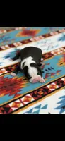 Wyatt-AKC, a male Boston Terrier for sale in Konawa, OK – 4 of 7