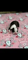 Marley-AKC, a female Boston Terrier for sale in Konawa, OK – 4 of 5