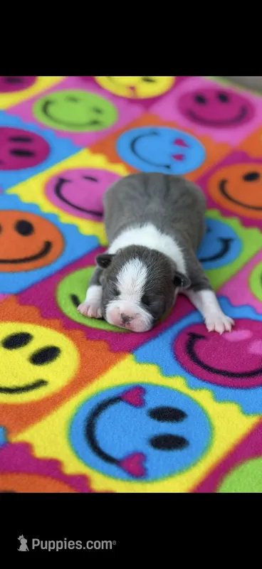 Jasmine-AKC – Boston Terrier puppy for sale in Konawa, OK
