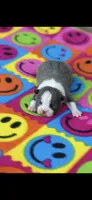 Jasmine-AKC, a female Boston Terrier for sale in Konawa, OK – 1 of 6