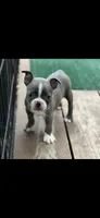 Lane-AKC, a male Boston Terrier for sale in Konawa, OK – 8 of 10