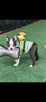 Max-AKC, a male Boston Terrier for sale in Konawa, OK – 9 of 10