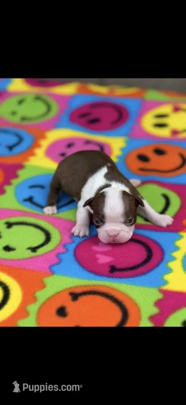 Reba-AKC – Boston Terrier puppy for sale in Konawa, OK