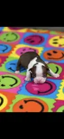 Reba-AKC, a female Boston Terrier for sale in Konawa, OK – 1 of 9