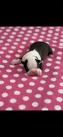 Dolly-AKC, a female Boston Terrier for sale in Konawa, OK – 8 of 9