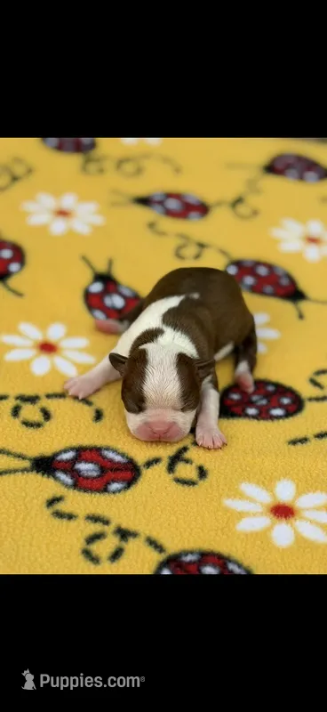Reba-AKC – Boston Terrier puppy for sale in Konawa, OK