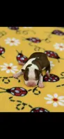 Reba-AKC, a female Boston Terrier for sale in Konawa, OK – 1 of 6