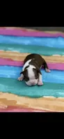 Reba-AKC, a female Boston Terrier for sale in Konawa, OK – 8 of 9