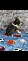 Winston-AKC, a male Boston Terrier for sale in Konawa, OK – 8 of 10