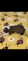 Reba-AKC, a female Boston Terrier for sale in Konawa, OK – 7 of 9