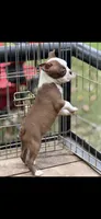 Coco-AKC, a male Boston Terrier for sale in Konawa, OK – 6 of 10