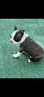 Tyson-AKC, a male Boston Terrier for sale in Konawa, OK – 3 of 10