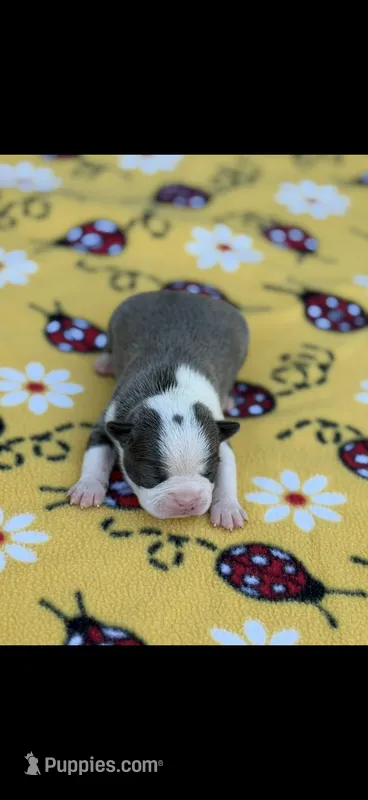 Avery-AKC – Boston Terrier puppy for sale in Konawa, OK