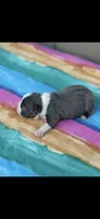 Jasmine-AKC, a female Boston Terrier for sale in Konawa, OK – 6 of 6
