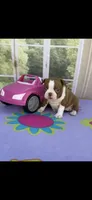 Annie-akc, a female Boston Terrier for sale in Konawa, OK – 5 of 10