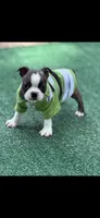 Jase-AKC, a male Boston Terrier for sale in Konawa, OK – 3 of 8