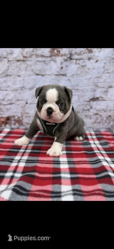 Blue-AKC – Boston Terrier puppy for sale in Konawa, OK