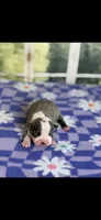 Ellie-AKC, a female Boston Terrier for sale in Konawa, OK – Photo 5 of 7