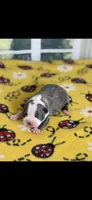 Ellie-AKC, a female Boston Terrier for sale in Konawa, OK – Photo 1 of 7