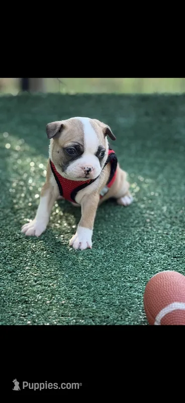 Bandit-AKC – Boston Terrier puppy for sale in Konawa, OK