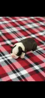 Tyson-AKC, a male Boston Terrier for sale in Konawa, OK – 2 of 7