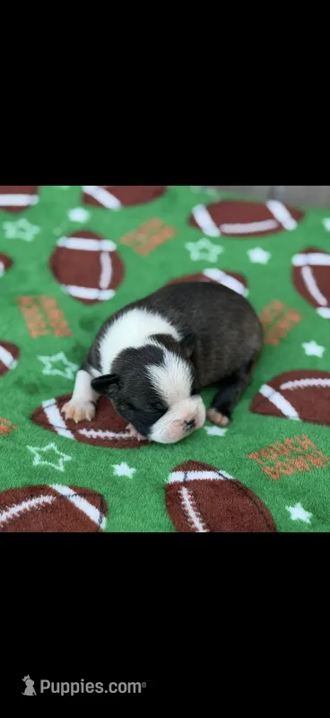 Jase-AKC – Boston Terrier puppy for sale in Konawa, OK