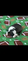 Jase-AKC, a male Boston Terrier for sale in Konawa, OK – 10 of 10