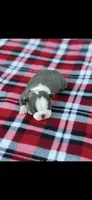 Blue-AKC, a male Boston Terrier for sale in Konawa, OK – 4 of 7