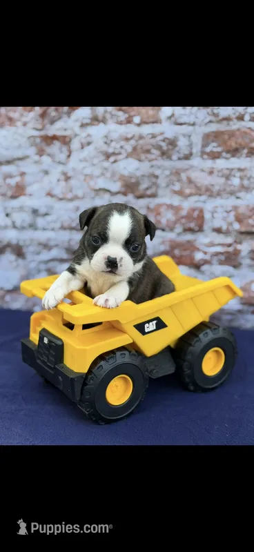 Jase-AKC – Boston Terrier puppy for sale in Konawa, OK