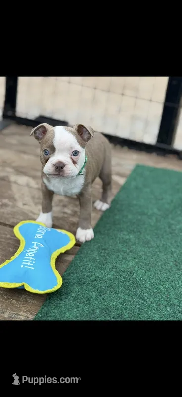 Kade-AKC – Boston Terrier puppy for sale in Konawa, OK