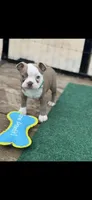 Kade-AKC, a male Boston Terrier for sale in Konawa, OK – Photo 1 of 6