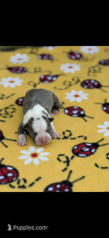 Chrissy-AKC – Boston Terrier puppy for sale in Konawa, OK