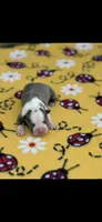 Chrissy-AKC, a female Boston Terrier for sale in Konawa, OK – 1 of 5