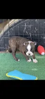 Lainey, a female Boston Terrier for sale in Konawa, OK – 7 of 10